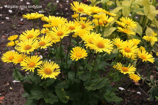 Laumenė rytinė (Doronicum orientale) 'Little Leo'
